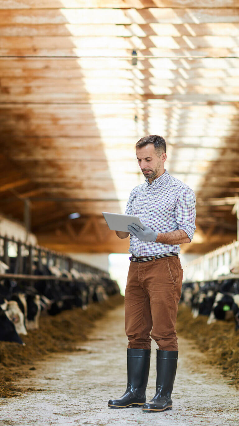 Farmer reviewing his agriculture business on his tablet as he feeds his cows.