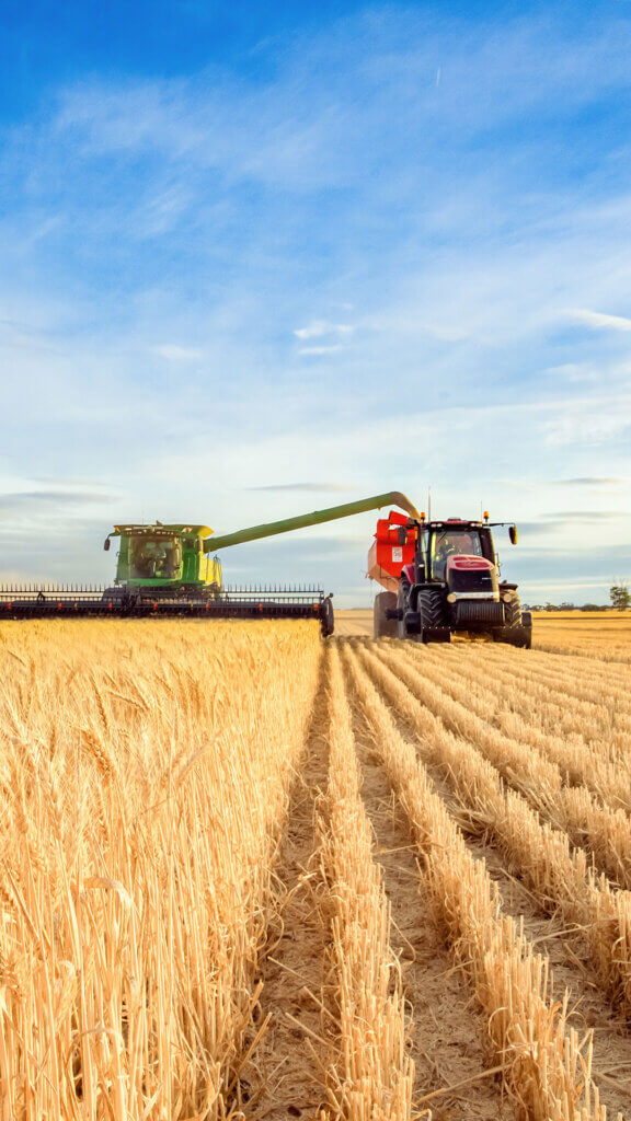 Harvesting wheat on farmland made possible by USDA loans