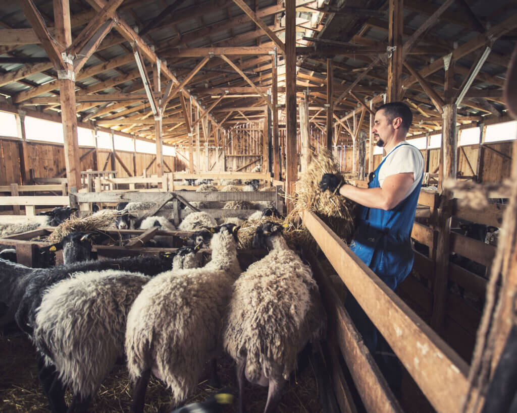 man feeding sheep with funds from usda farm service agency guaranteed loans