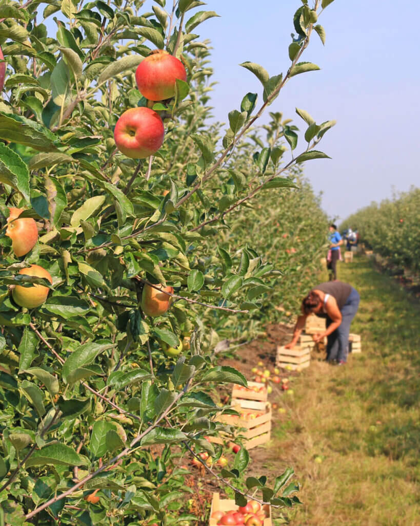 farm field workers gathering apples with funding provided b a usda fsa young farmer loan