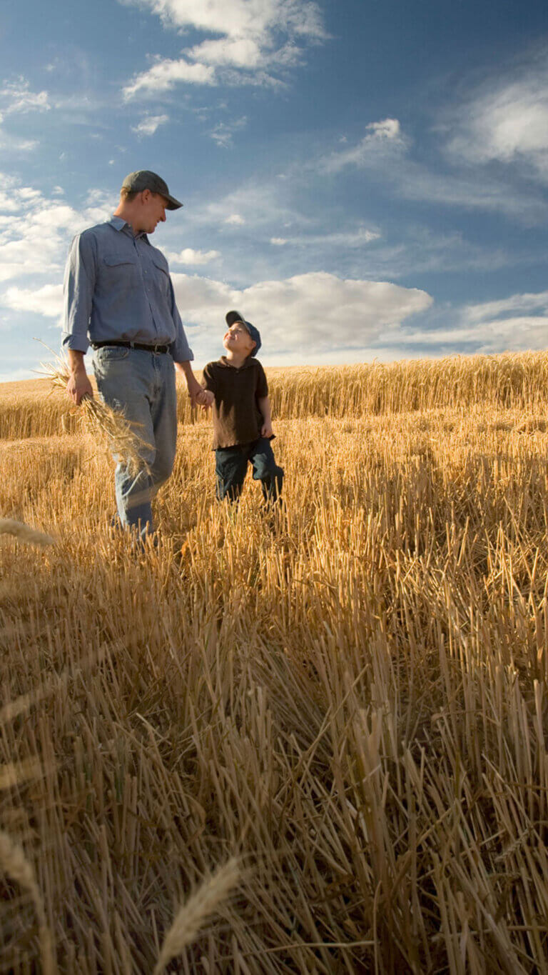 Father and son walking through their field of wheat, holding hands and smiling.
