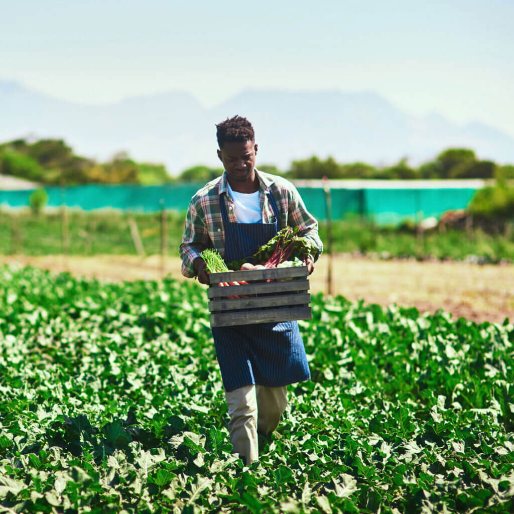 USDA farmer harvesting produce