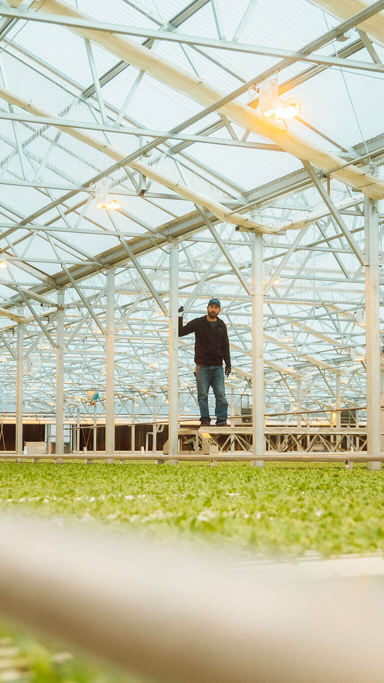 Spring Born worker overlooking lettuce