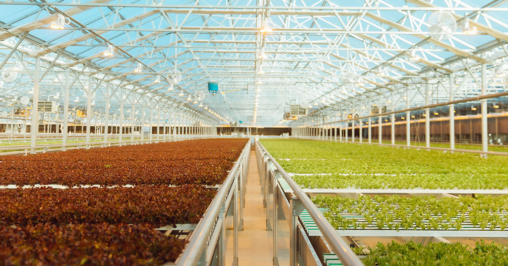 High-tech, sustainable farm indoors