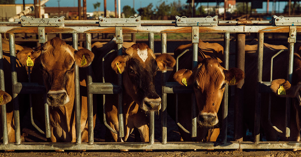 Group of cows at a feeding area