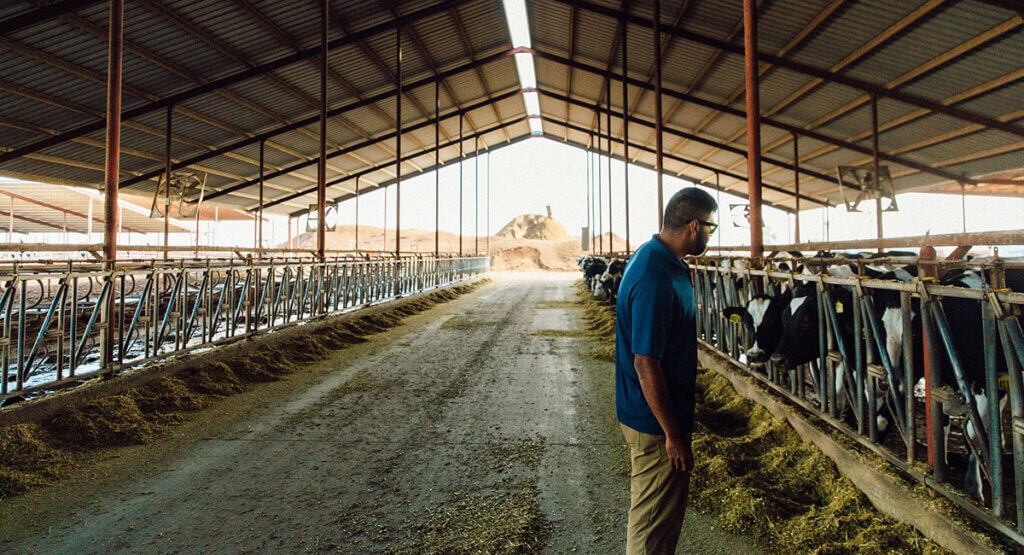 Aemetis employee looking at cows